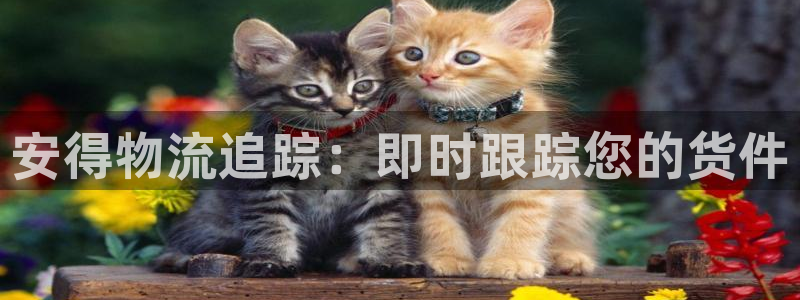 28圈龙虎