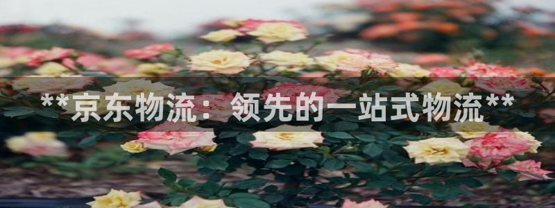 28圈网站平台：**京东物流：领先的