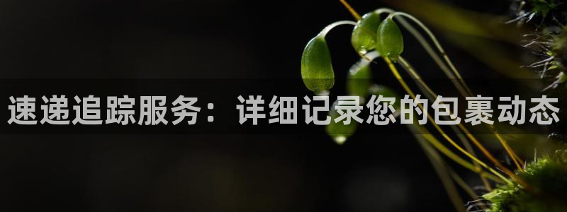28圈官网开奖结果预测：速递追踪服务